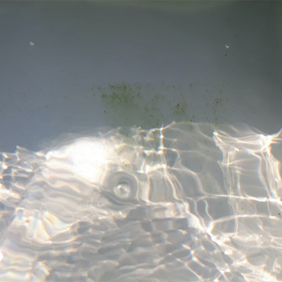 Biofilm piscine naturelle